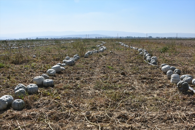 Büyük şehirlerin "bal kabağı" Afyonkarahisar'dan gidiyor